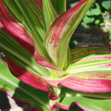 Variegated Ornamental Corn Seeds | Rare Striped Foliage with Pink, Purple & White for Pots & Gardens