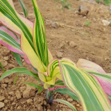 Variegated Ornamental Corn Seeds | Rare Striped Foliage with Pink, Purple & White for Pots & Gardens