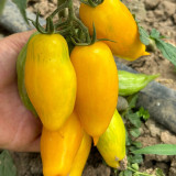Yellow Banana Tomato Seeds – Unique Elongated Fruits, Sweet & Juicy, Ideal for Snacking, Salads, and Home Garden Planting