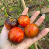 K Night Queen Tomato Seeds - Organic heirloom variety, easy to grow, ideal for home garden planting