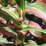 Variegated Ornamental Corn Seeds | Rare Striped Foliage with Pink, Purple & White for Pots & Gardens