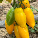 Yellow Banana Tomato Seeds – Unique Elongated Fruits, Sweet & Juicy, Ideal for Snacking, Salads, and Home Garden Planting