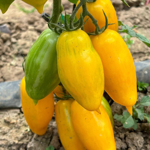 Yellow Banana Tomato Seeds – Unique Elongated Fruits, Sweet & Juicy, Ideal for Snacking, Salads, and Home Garden Planting