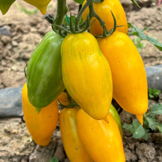 Yellow Banana Tomato Seeds – Unique Elongated Fruits, Sweet & Juicy, Ideal for Snacking, Salads, and Home Garden Planting