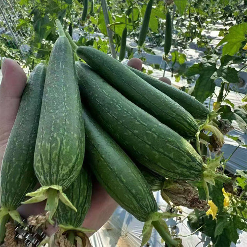 Thai Green Thumb Luffa Seeds for Sale | Early Maturing, High Yield, Tender & Sweet Fruit Luffa