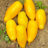 Yellow Banana Tomato Seeds – Unique Elongated Fruits, Sweet & Juicy, Ideal for Snacking, Salads, and Home Garden Planting
