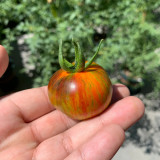 K Night Queen Tomato Seeds - Organic heirloom variety, easy to grow, ideal for home garden planting