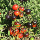 K Night Queen Tomato Seeds - Organic heirloom variety, easy to grow, ideal for home garden planting