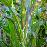 Variegated Ornamental Corn Seeds | Rare Striped Foliage with Pink, Purple & White for Pots & Gardens