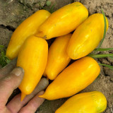 Yellow Banana Tomato Seeds – Unique Elongated Fruits, Sweet & Juicy, Ideal for Snacking, Salads, and Home Garden Planting