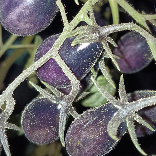 Black Key Tomato Seeds - Unique variety with sweet, crisp flavor; high-yielding and easy to grow