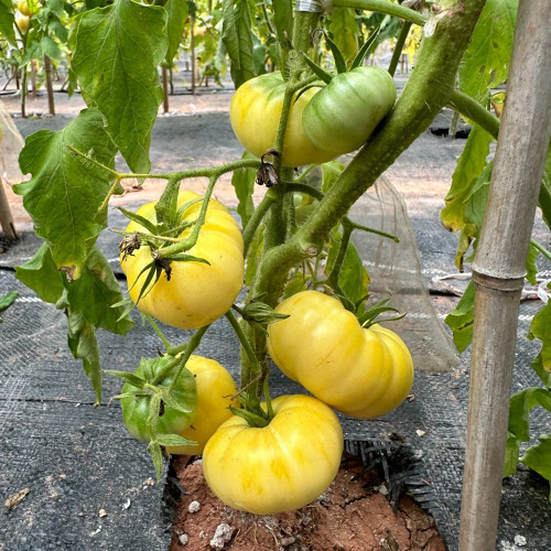 White Wax Tomato Seeds – Rare European Heirloom, Giant White-Yellow Fruits, Sweet & Juicy, Easy to Grow