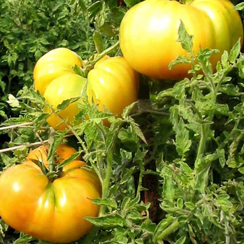 Golden Mango Tomato Seeds – Rare Non-Hybrid Heirloom Variety, Sweet & Refreshing Flavor, Easy to Grow