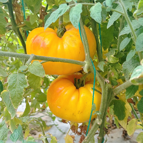 Golden Mango Tomato Seeds – Rare Non-Hybrid Heirloom Variety, Sweet & Refreshing Flavor, Easy to Grow