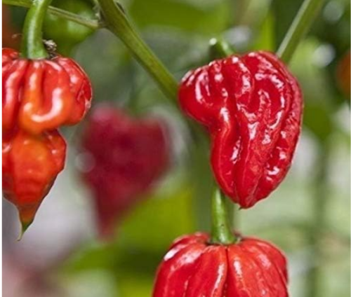 Seeds Naga Viper Extremely hot Chili Rare Heirloom World Record Holder