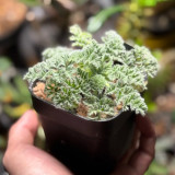 Sweet Scented Geranium Seeds - Rare Plant, Drought Tolerant, Easy Care, Ideal for Bonsai Cultivation & Collection