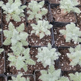 Sweet Scented Geranium Seeds - Rare Plant, Drought Tolerant, Easy Care, Ideal for Bonsai Cultivation & Collection