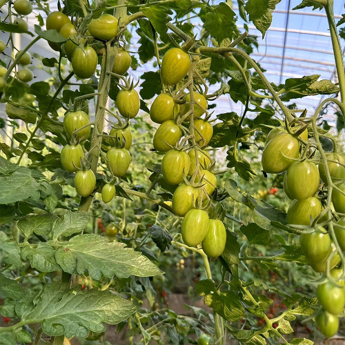 Qingguo Qingcheng F1 Tomato Seeds | Yellow-Green Cherry Tomato, Sweet Taste, High Yield & Disease Resistance