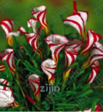 Oxalis versicolor Flowers Seeds Rare in The World for The Home Garden
