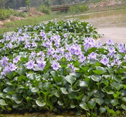 Water Hyacinth Seeds