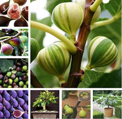 Rare Tropical Fig Plant Mini Fig Tree Seeds