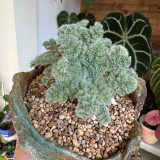 Sweet Scented Geranium Seeds - Rare Plant, Drought Tolerant, Easy Care, Ideal for Bonsai Cultivation & Collection