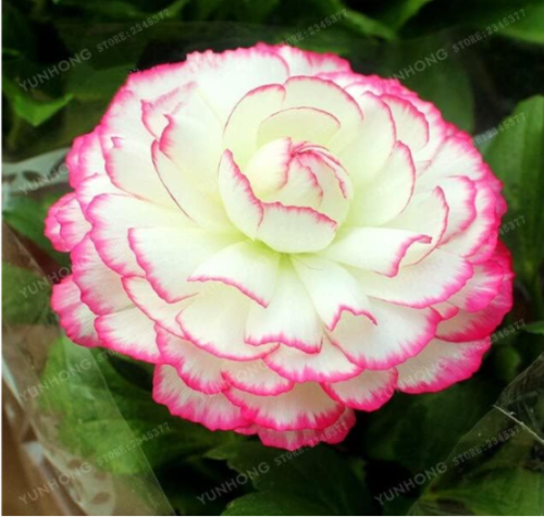 Ranunculus Double Buttercup Flower Seeds for Home Garden