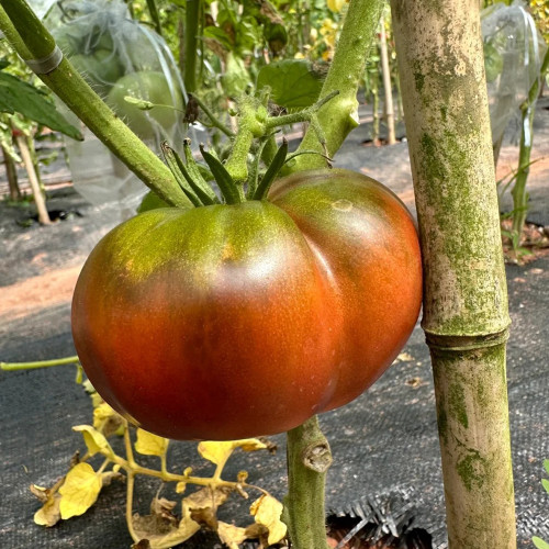 Cherokee Purple Tomato Seeds - Premium Beefsteak Tomato Variety, High-Yielding, Sweet and Juicy with a Subtle Smoky Flavor