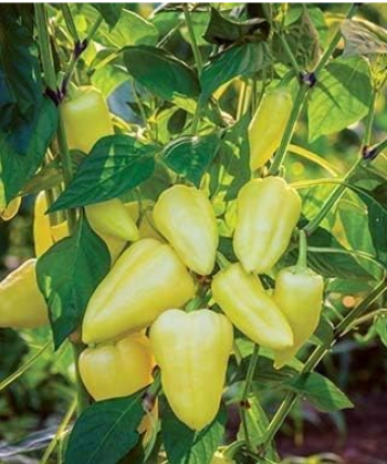 Rare Yellow Pepper, Sweet, Slovana Hybrid Highyielding Heirloom Seeds