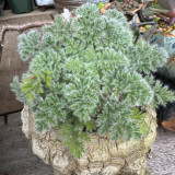 Sweet Scented Geranium Seeds - Rare Plant, Drought Tolerant, Easy Care, Ideal for Bonsai Cultivation & Collection