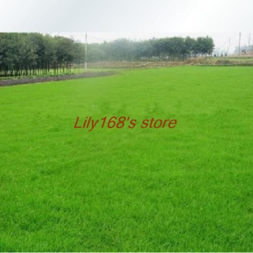Special Grass Seed, Lawn Grass Seed Evergreen Perennial Seeds