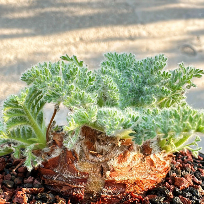 Sweet Scented Geranium Seeds - Rare Plant, Drought Tolerant, Easy Care, Ideal for Bonsai Cultivation & Collection