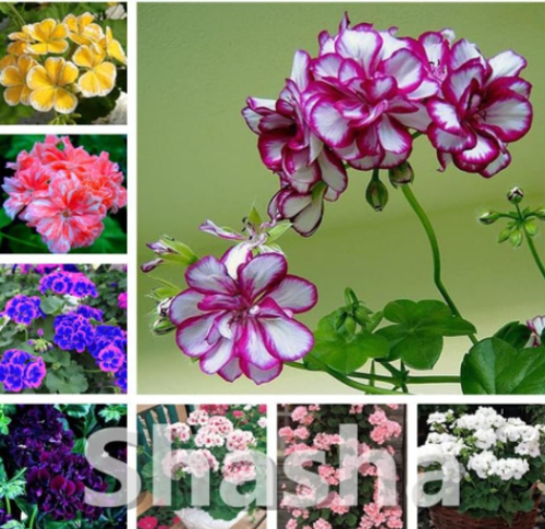 Hanging Geranium Seed Rare Variegated Geranium Plant Potted Perennial Garden Flower (Color: Mixed)