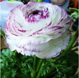 Ranunculus Double Buttercup Flower Seeds for Home Garden