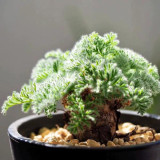 Sweet Scented Geranium Seeds - Rare Plant, Drought Tolerant, Easy Care, Ideal for Bonsai Cultivation & Collection