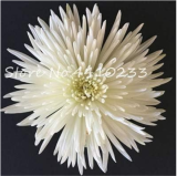 Chinese Mum Seeds Chrysanthemum Seed Rare Color Gaint Perennial Flower (Color: b)