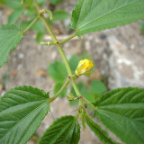 Jute (Corchorus capsularis L.) Seeds – Golden Yellow Bast Fiber Crop, Easy to Grow, for Textiles and Rope Making