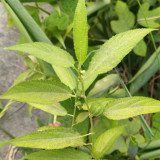 Jute (Corchorus capsularis L.) Seeds – Golden Yellow Bast Fiber Crop, Easy to Grow, for Textiles and Rope Making