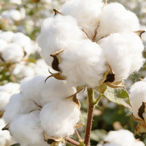 Baimian No.1 Cotton Seeds | High-Quality, Insect-Resistant, Disease-Resistant, High-Yield Mid-Maturing Variety