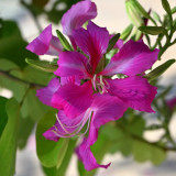 Bauhinia purpurea Seeds | Purple Orchid Tree Seeds | Fast-Growing Ornamental Tree for Garden & Street Tree