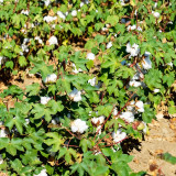 Baimian No.1 Cotton Seeds | High-Quality, Insect-Resistant, Disease-Resistant, High-Yield Mid-Maturing Variety