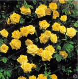 Climbing Rose Seed Outdoor Potted Seed Plants Rose Rosa Perennial Flowers Plant for Home Garden