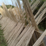 Jute (Corchorus capsularis L.) Seeds – Golden Yellow Bast Fiber Crop, Easy to Grow, for Textiles and Rope Making