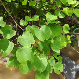 Bauhinia purpurea Seeds | Purple Orchid Tree Seeds | Fast-Growing Ornamental Tree for Garden & Street Tree