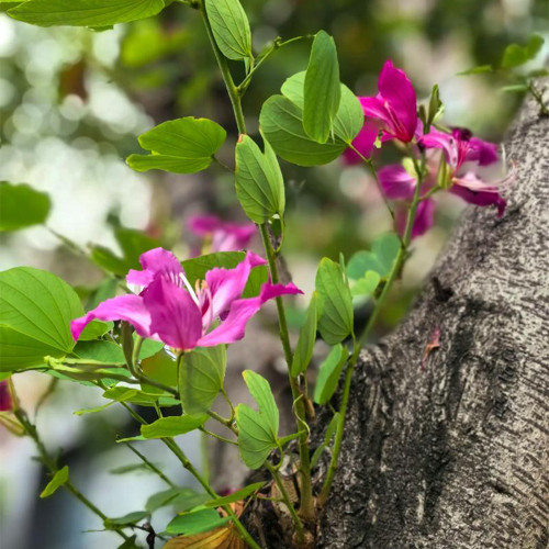 Bauhinia purpurea Seeds | Purple Orchid Tree Seeds | Fast-Growing Ornamental Tree for Garden & Street Tree