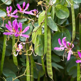 Bauhinia purpurea Seeds | Purple Orchid Tree Seeds | Fast-Growing Ornamental Tree for Garden & Street Tree