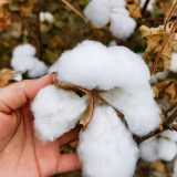 Baimian No.1 Cotton Seeds | High-Quality, Insect-Resistant, Disease-Resistant, High-Yield Mid-Maturing Variety