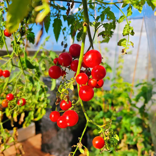 Hanging Tomato Seeds - Cherry Tomato Ideal for Container Gardening, Explosively Juicy Flesh, Combines Ornamental Value