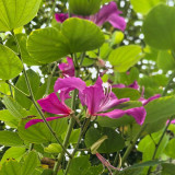 Bauhinia purpurea Seeds | Purple Orchid Tree Seeds | Fast-Growing Ornamental Tree for Garden & Street Tree