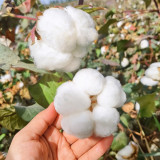 Baimian No.1 Cotton Seeds | High-Quality, Insect-Resistant, Disease-Resistant, High-Yield Mid-Maturing Variety